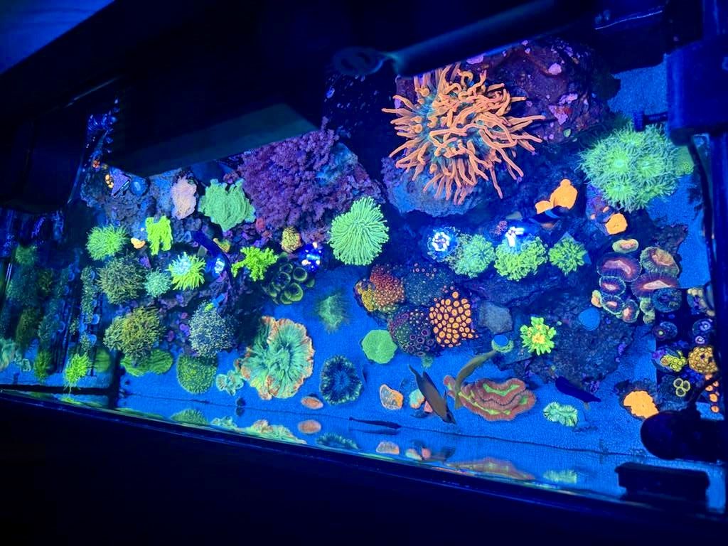 Live coral display at Advanced Aquatics, Frankfort, Illinois